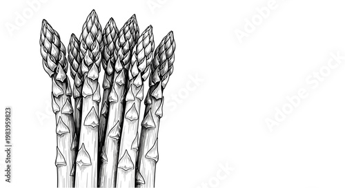 Fresh asparagus spears bunch isolated on white background drawing organic vegetable garden harvest food botanical artwork.