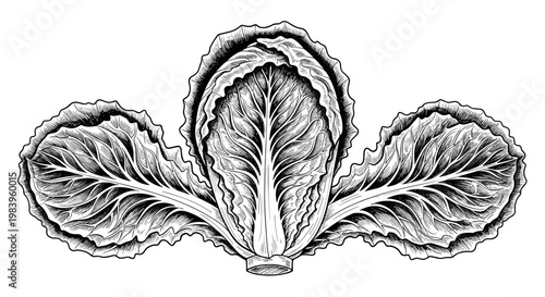 Fresh head of chinese cabbage leaf engraving style illustration for organic vegetable farm market and healthy food menu.