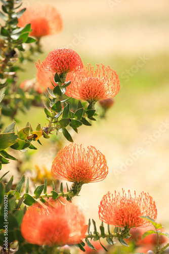 Nodding Pincushion Blossom in Spring