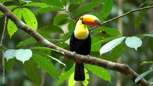 Toucan perched on branch.