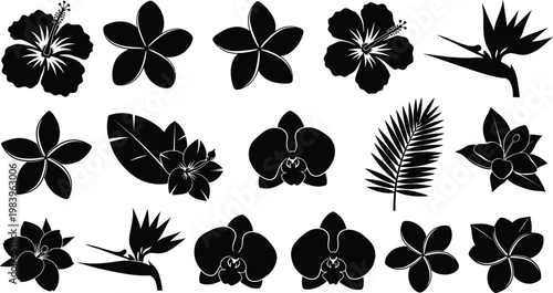 Black silhouettes of various tropical flowers and leaves on white background