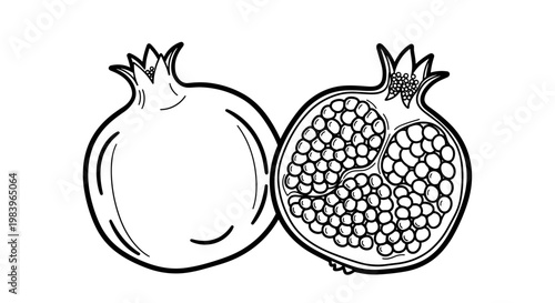 Pomegranate fruit sketch drawing isolated on white background with one whole and one half piece showing organic red seeds.
