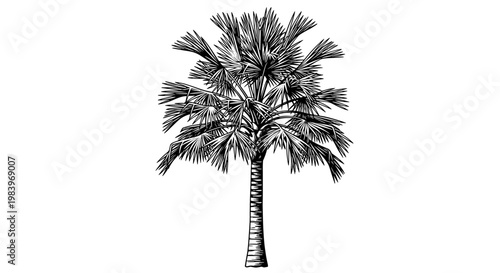 Tall palm tree with fan shaped leaves detailed illustration tropical plant botanical garden exotic flora sunny weather climate vacation destination beach vacation.