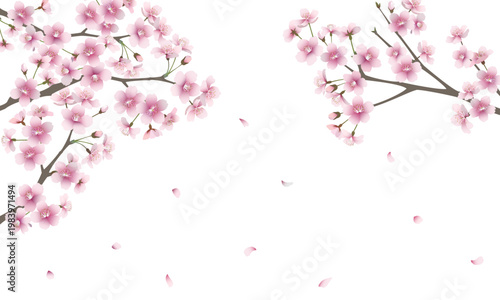 たくさんの桜の花（背景透過）