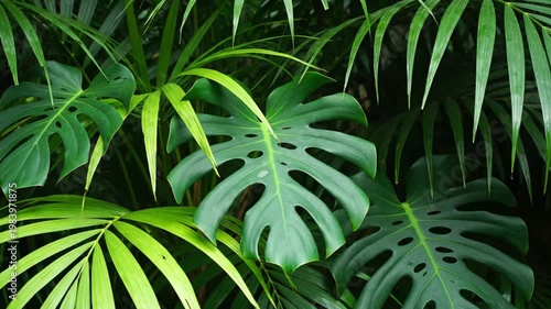 Lush tropical foliage closeup.