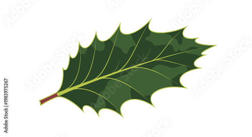 Single dark green holly leaf with characteristic sharp points is illustrated with subtle shading and a small brown stem section.