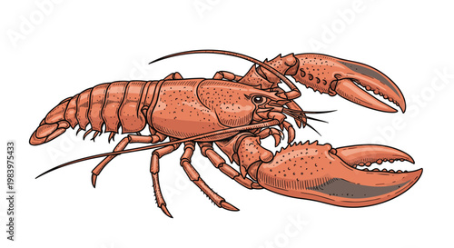 Realistic color illustration of a large red lobster highlights its anatomy and textures, ideal for seafood menu or nature designs.