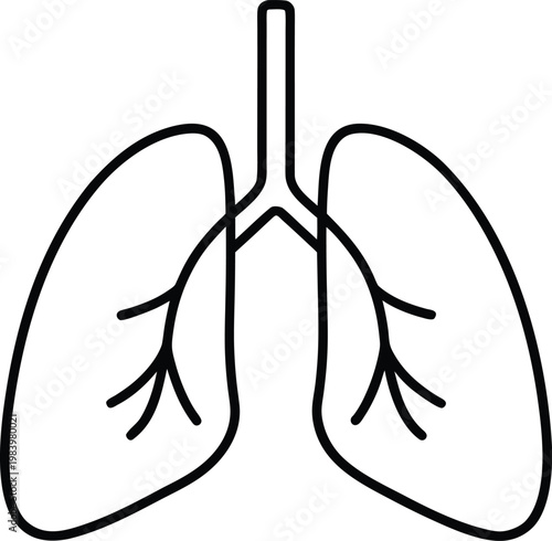 lung paired lobes with bronchial tree simplified line art vector illustration on transparent background