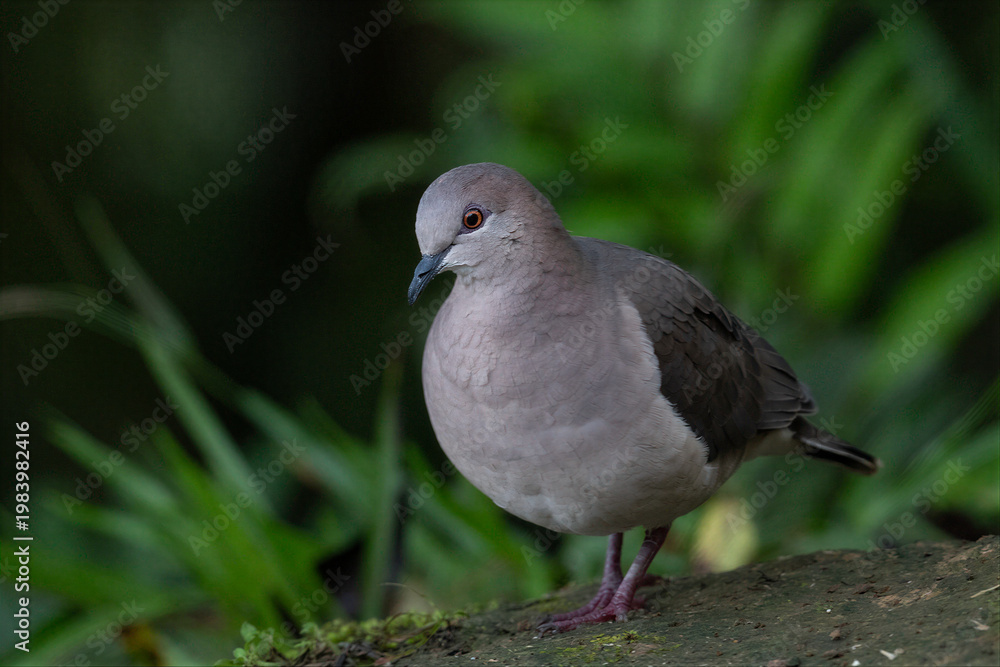 Obraz premium White-tipped dove standing on forest floor in Colombia
