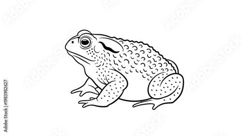 Detailed black and white line art illustration of a warty toad in a side profile view on a clean white background for nature study.