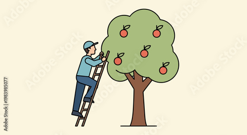 Man on ladder picking fruits from tree in agriculture field for fruit harvesting
