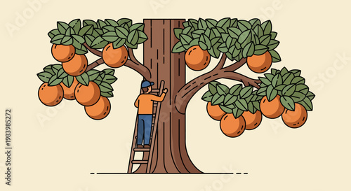 Man picking oranges from a tree on a ladder outdoors