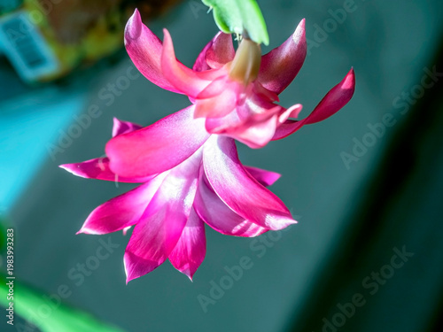 beautiful blooming Schlumberger cactus on the windowsill