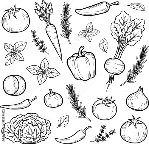 Collection of hand-drawn vector vegetable and herb illustrations healthy food recipes, cooking blogs, restaurant menus, and agriculture concepts.