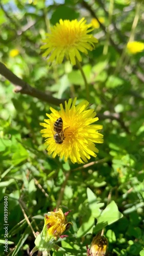 Honey Bee is extracting nector and pollen from dandelion yellow flowers