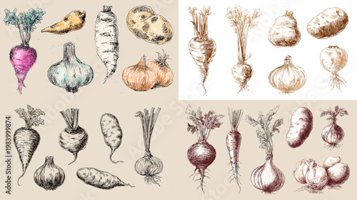 Botanical root vegetable collection with onions, garlic and beets in watercolor and sketch style, perfect for cooking design, farm branding, organic food and recipe projects.