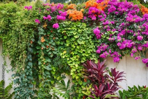 Vibrant bougainvillea flowers blooming on lush tropical wall