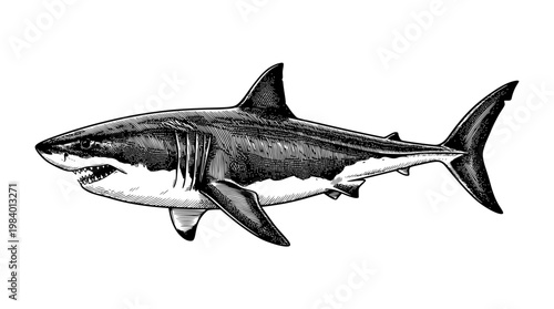 Detailed vector illustration of a great white shark swimming