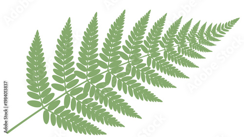 A single green fern leaf branch against a plain white background, showcasing its delicate foliage in a natural, earthy setting.