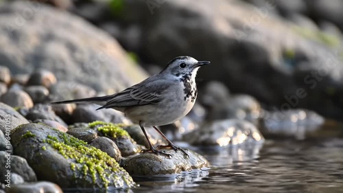 Small Bird Standing on Wet Rocks by Water's Edge, Close Up