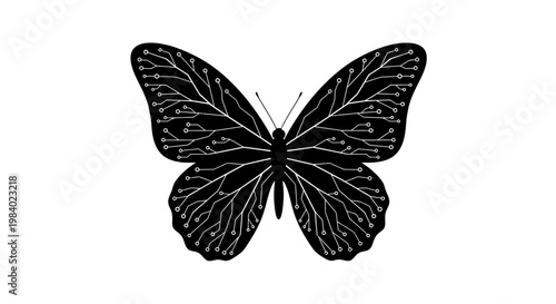 Black Butterfly with Open Wings Spread.