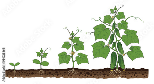 Biological cycle of cucumber plant growth stages from seedling to mature vegetable bearing fruit with roots visible in fertile soil.