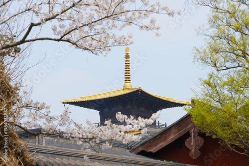 A golden pagoda roof rises above tiled temple buildings, framed by pink cherry blossom branches and fresh green foliage, evoking springtime serenity, cultural heritage, and peaceful Japanese temple