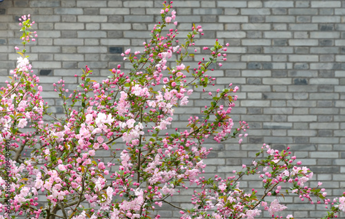 Delicate pink spring blossoms and buds cover flowering tree branches, creating a soft floral foreground against a textured gray brick wall - a calm, seasonal nature and urban garden contrast.