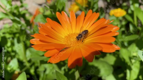 Honey Bee is extracting nector and pollen from Calendula or Marigold yellow flowers