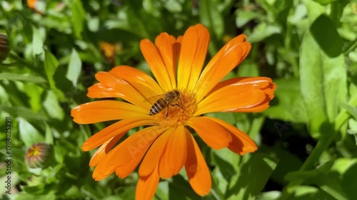 Honey Bee is extracting nector and pollen from Calendula or Marigold yellow flowers