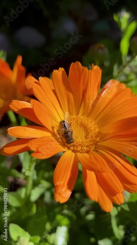 Honey Bee is extracting nector and pollen from Calendula or Marigold yellow flowers