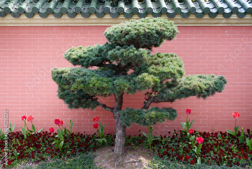 A sculpted bonsai-style tree stands before a pink brick wall topped with green ceramic roof tiles, surrounded by red tulips and groundcover, evoking a serene, cultivated Japanese garden atmosphere.