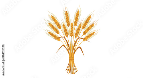 Beautiful bouquet of golden ripe wheat stalks tied together with a small cord isolated on a plain white background for agricultural concepts.