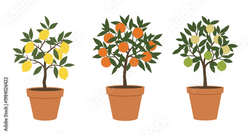 Three citrus fruit trees growing in terracotta pots featuring a lemon tree an orange tree and a lime tree.