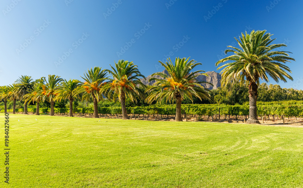 Obraz premium Green lawn and palms at South Africa winery