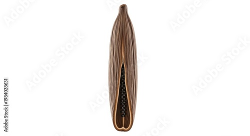 Dried lotus seed pod showcasing its intricate internal structure