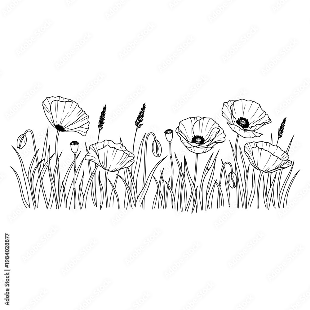 Naklejka premium delicate black and white poppy flowers and grass illustration for nature design