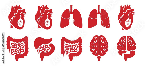 Red silhouette collection of human internal organs showing heart lungs brain and intestines for medical awareness