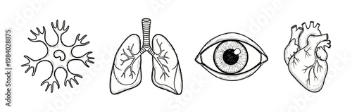 Hand drawn anatomical sketches of human heart lungs eye and nerve cell in black ink vintage style for biology