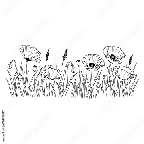 delicate black and white poppy flowers and grass illustration for nature design
