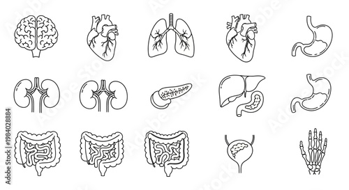 Thin line human internal organs icon set with brain heart lungs stomach and skeleton hand for medical design