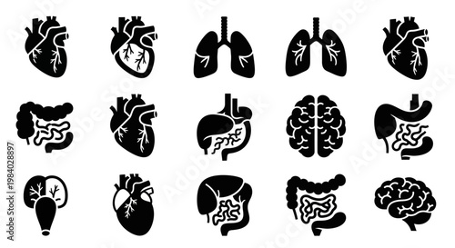 Human internal organ icon collection with heart lungs brain and digestive system silhouettes for medical and healthcare design