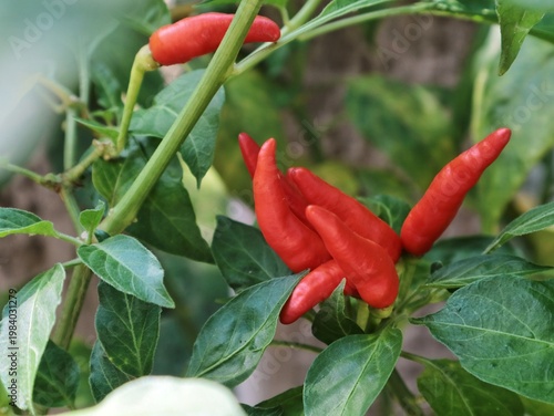 Bild auf Leinwand Red bird's eye chili peppers growing on a green plant in the garden, shown growi