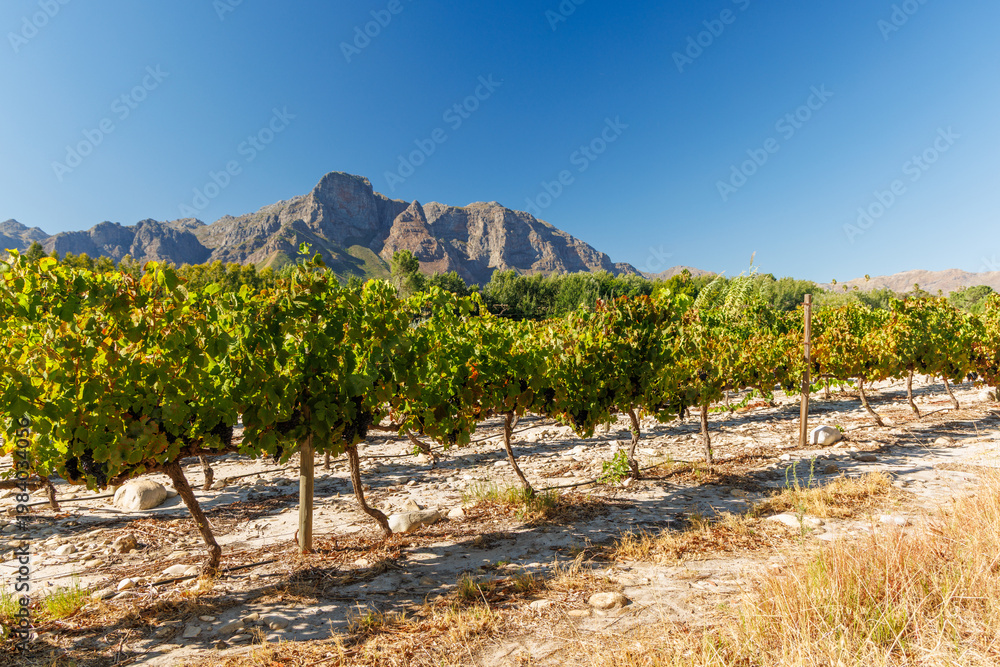 Fototapeta premium Sunlit vineyard rows with mountain backdrop
