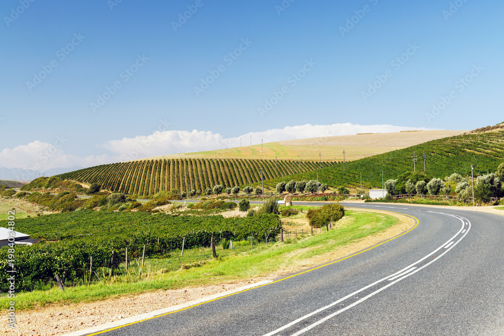 Fototapeta premium Sunlit vineyard rows with mountain backdrop