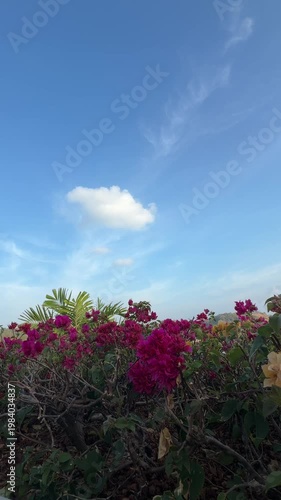 pink flowers and blue sky