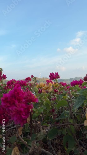 pink flowers on the beach
