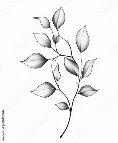 delicate monochrome botanical drawing of a slender branch with elongated shaded leaves evoking calm and elegance
