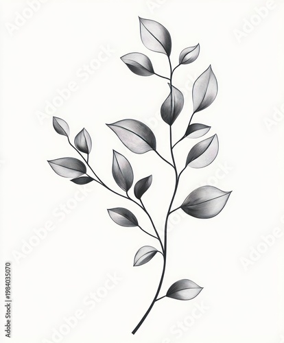 delicate monochrome branch with slender leaves, elegant minimal botanical illustration conveying calm serenity