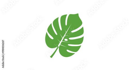 Large green tropical leaf closeup.